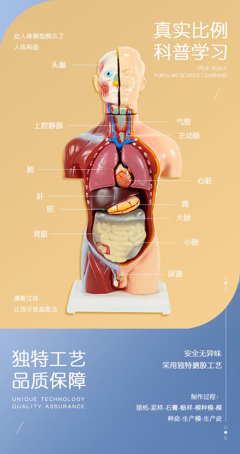 儿童版丨人体可拆卸医学解剖模型大脑内脏器官全身骨骼架结构玩具45cm