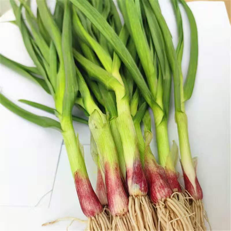 【诺拼团】红皮大蒜苗新鲜蔬菜农家自种香蒜现挖带泥紫皮大蒜苗2/3/5