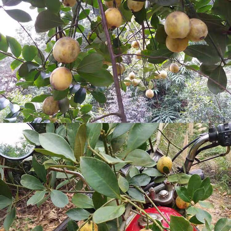 广西新鲜水果木竹果竹桔竹橘牙黄果酸筒子岭南木竹子果 2斤