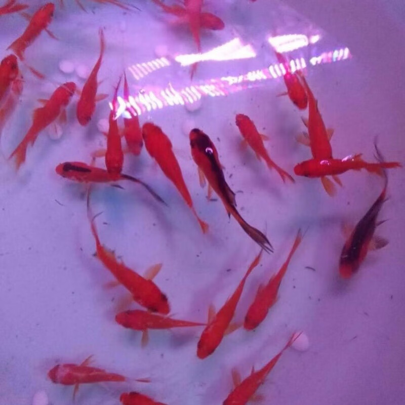 【京东推荐】小金鱼苗活草金鱼活锦鲤冷水鱼观赏鱼龙