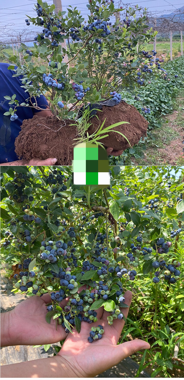 蓝莓树果苗盆栽地栽四季水果树当年结果南方北方种植特大蓝莓树苗z8