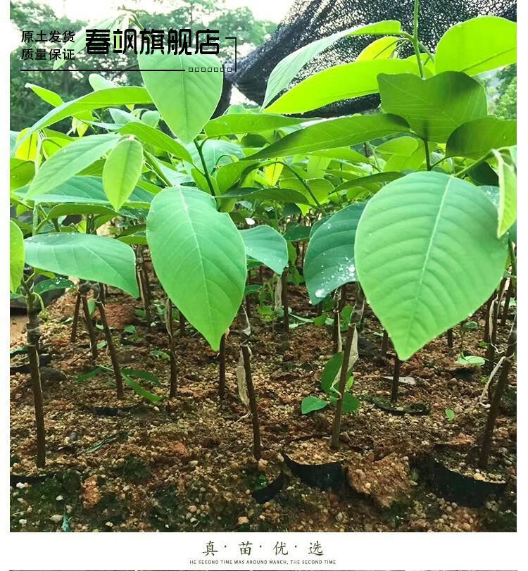 不含盆开花季节:春季结果季节:秋季结果品种:荔枝树苗货号:释迦果苗