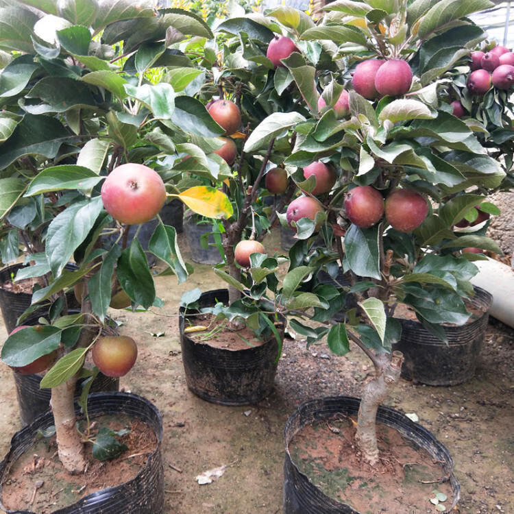 矮化苹果盆栽当年结果红富士室内外南北方种植阳台嫁接盆景树桩苗国光