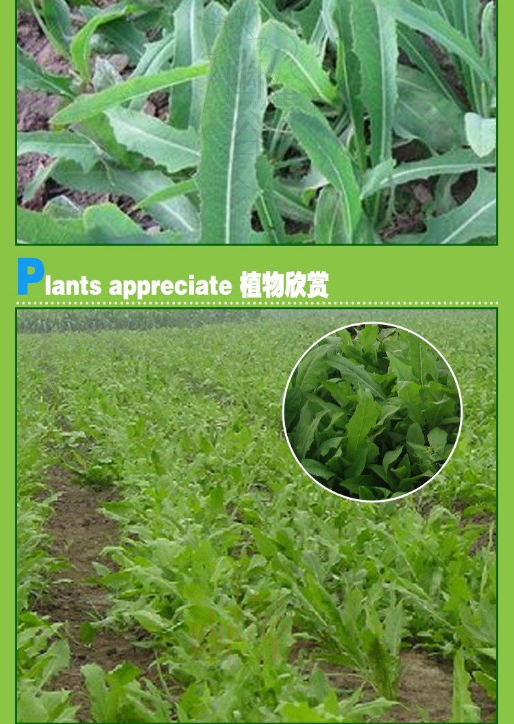 幽情谷 苦荬菜种子 多年生牧草 猪牛羊鸡鸭鹅苦麻菜苦
