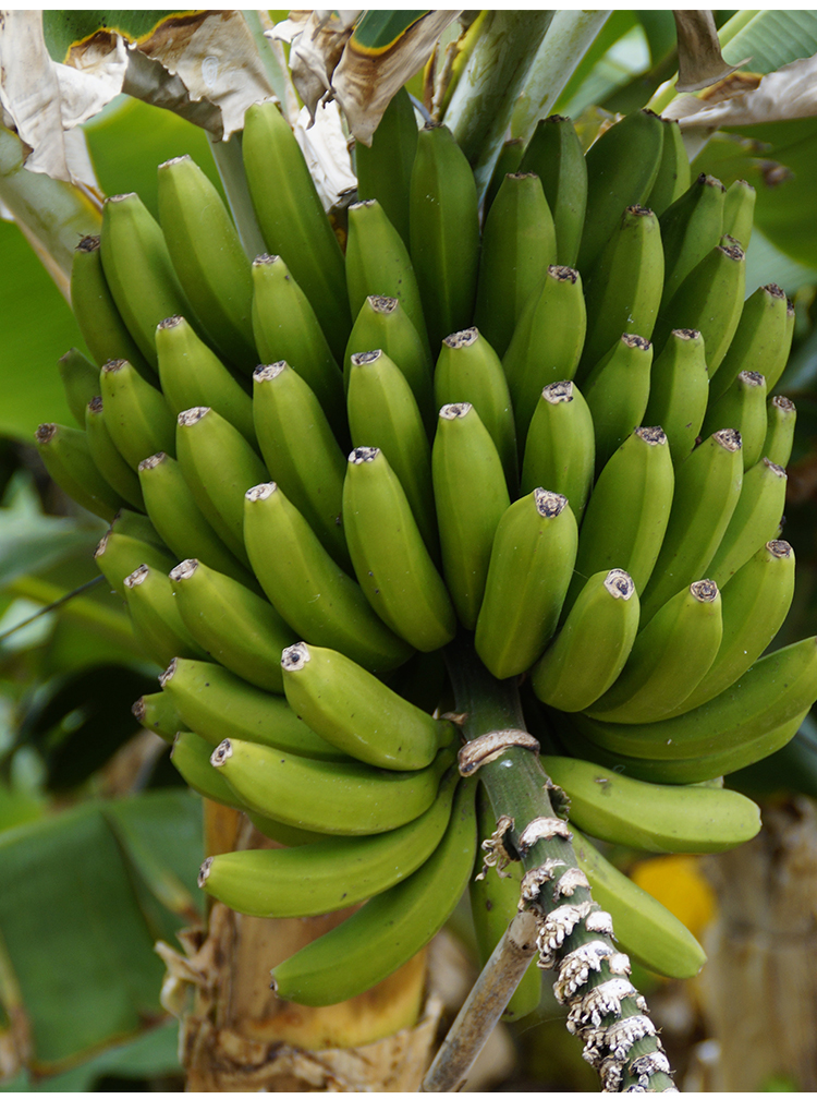 矮化香蕉树苗粉蕉苗当年结果中蕉9号皇帝蕉苗树南方四季盆栽地栽香蕉3