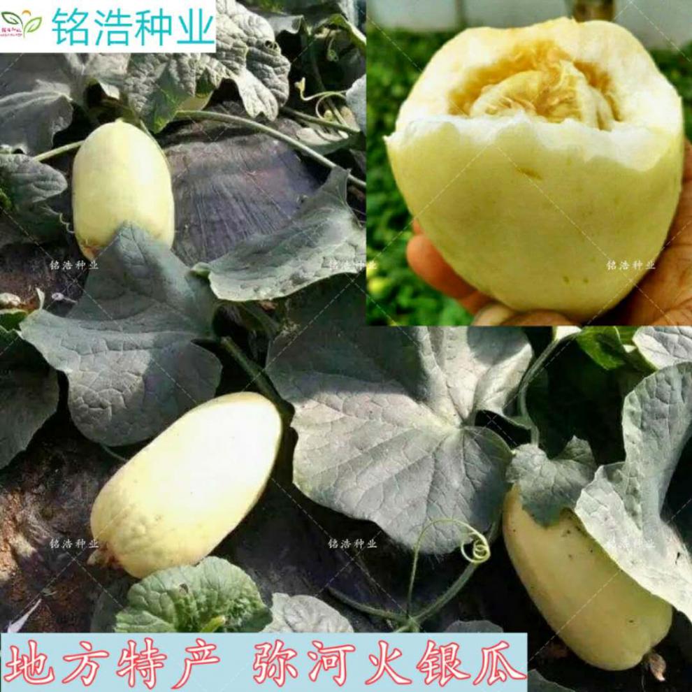 火凤凰火银瓜种子薄皮甜瓜种籽香瓜老品种蔬菜水果农家盆栽四季播 火