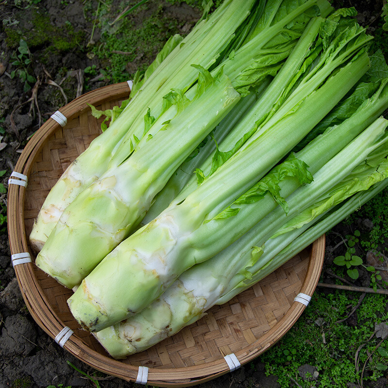 棒棒菜四川农家特产新鲜蔬菜现棒菜炒腊肉芥菜头青笋大青菜2500g 1500