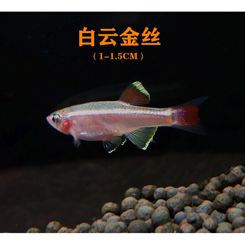 店铺推荐白云金丝鱼活体鱼原生鱼淡水鱼不用加温冷水鱼红尾金丝鱼黄化