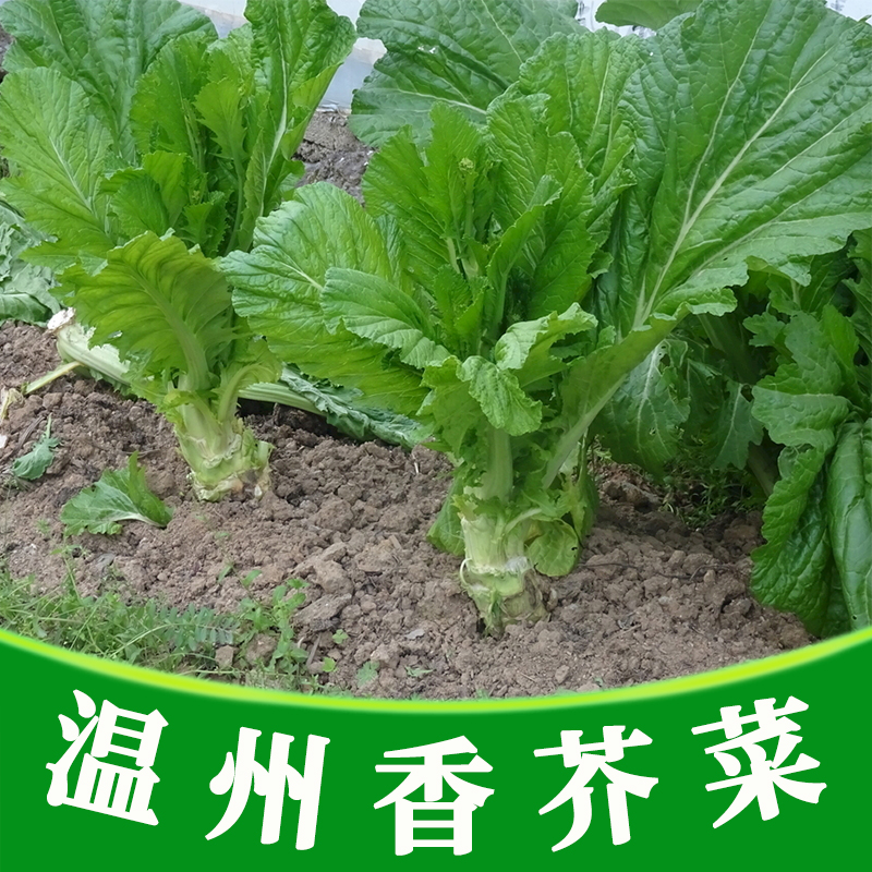 黎昕 温州香芥菜种子梅菜叶用大叶芥菜种籽秋季种植农家菜园蔬菜种孑