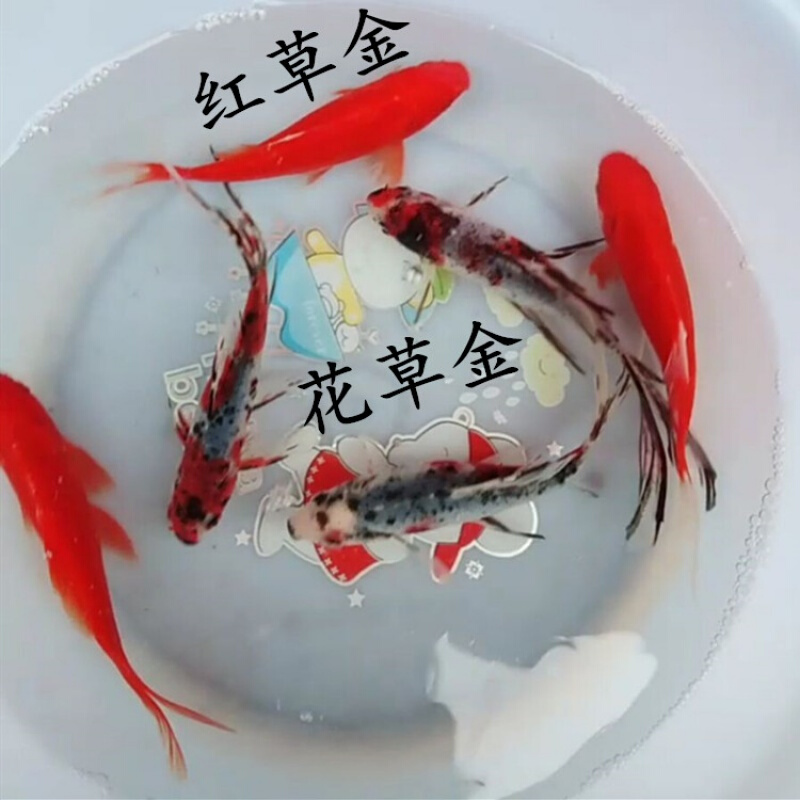 【京东推荐】锦鲤活鱼活体观赏红草龙鱼饲料鱼草金锦鲫鱼好养闯缸金鱼