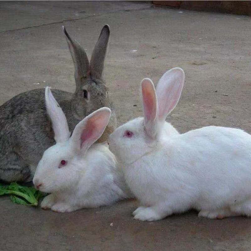 【店铺推荐】兔子活体家养肉兔大型兔子比利时肉兔新西兰肉兔苗可长15