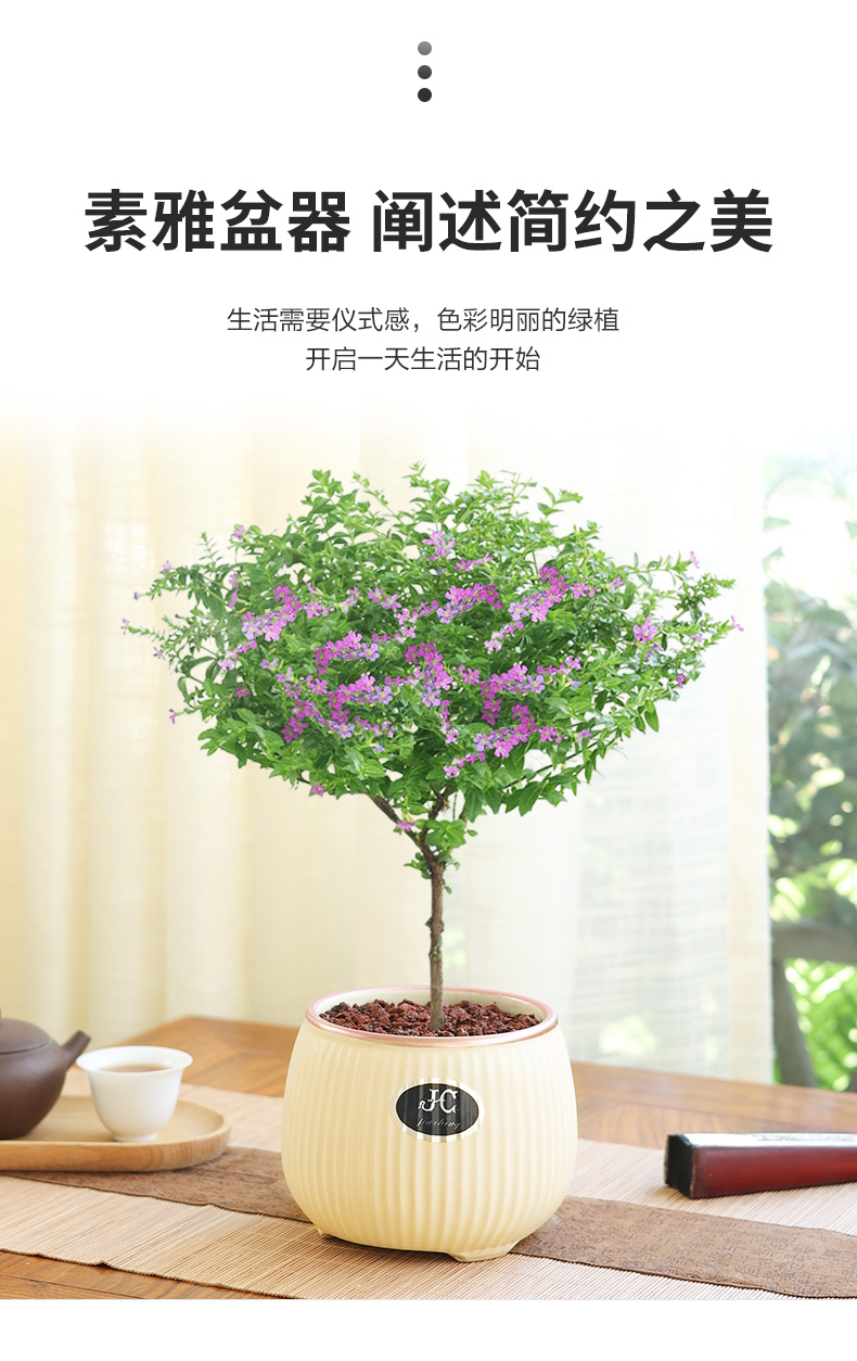 老桩满天星树苗花卉盆栽室内花卉客厅小绿植开花好养易活t10老桩满天