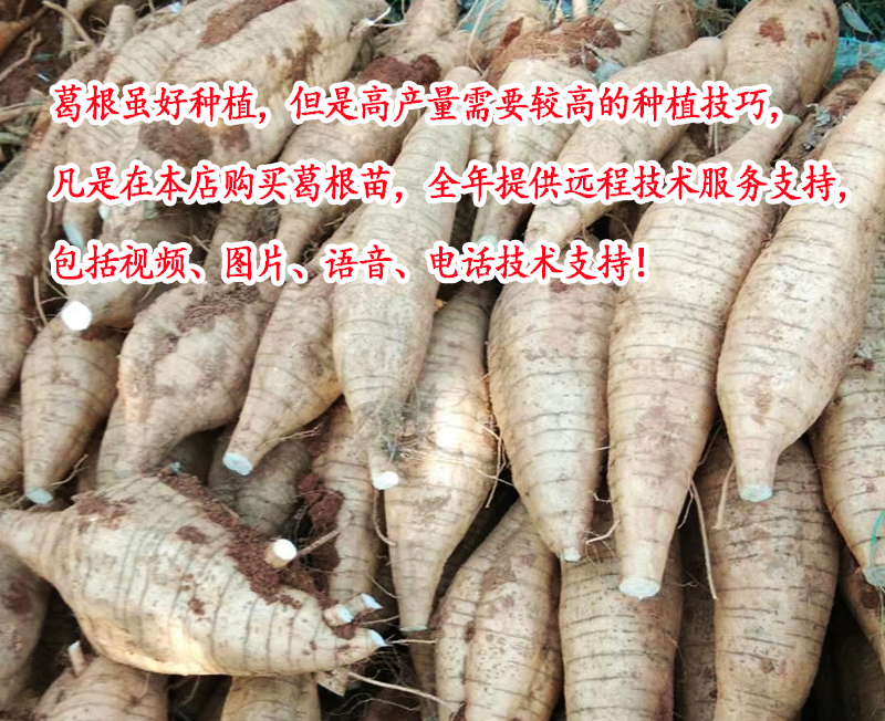 qcdd葛根种苗葛根藤种植粉葛藤葛根种子葛根苗桂林柴葛滕20棵