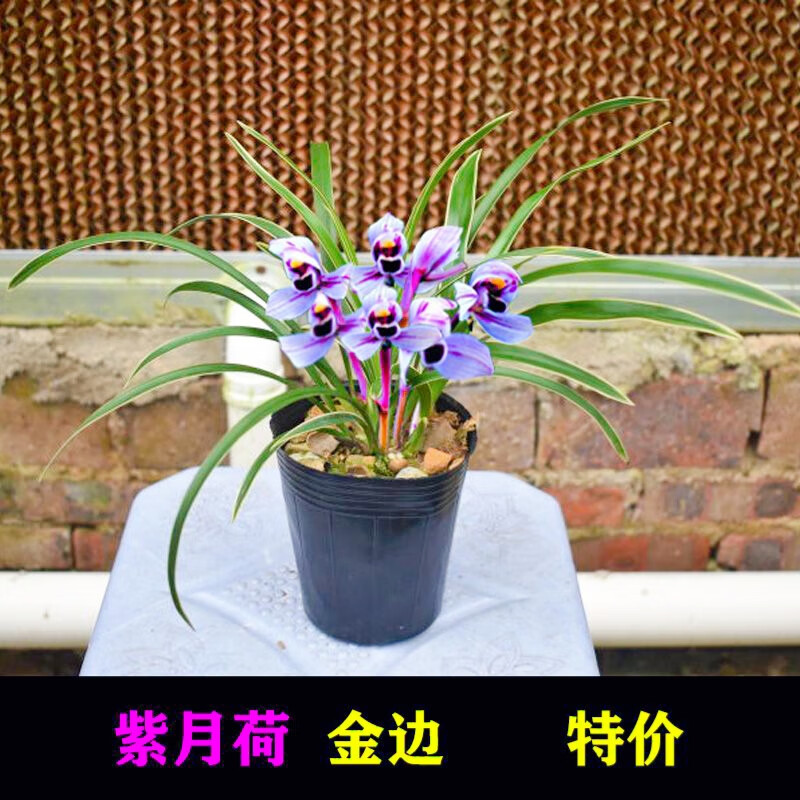 浓香型兰花苗建兰金边兰紫月荷浓香型花卉 办公室内花卉绿植 如意红荷