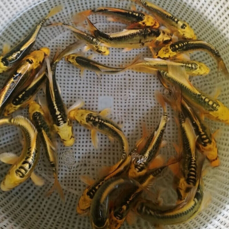 店铺推荐黄金松叶锦鲤鱼冷水鱼活体常温观赏鱼长短尾随机发货1315cm