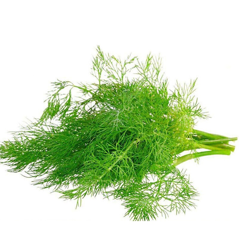 云南新鲜蔬菜批发农家自种茴香菜茴香叶刁草5斤年货