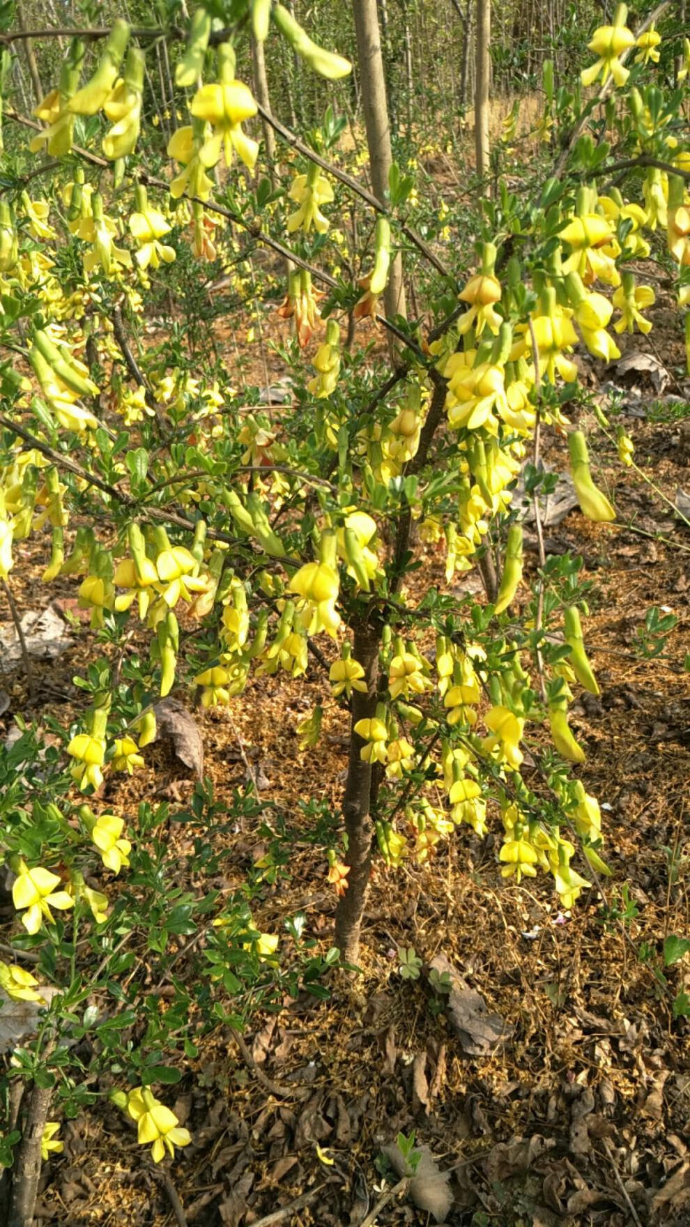 精品花卉金雀梅锦鸡儿金丝雀黄金雀花苗盆景盆栽金雀花苗树桩盆景 10