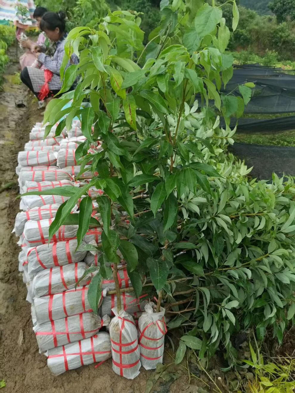 荔枝树苗嫁接桂味荔枝苗新品种水果苗南方种盆栽地栽当年结果3年苗