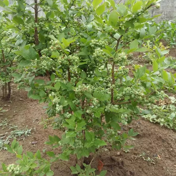 带土蓝莓树果苗南北方种植特大室外地栽盆栽阳台当年结果酷派当年结果