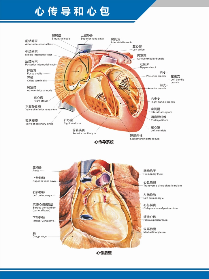 心脏结构示意图 心脏解剖图结构图构造图示意图心血管