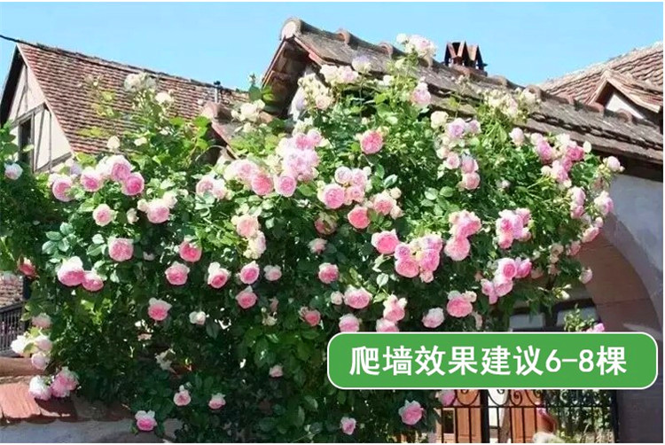 欧月藤本月季爬藤植物花卉四季开花盆栽耐寒花卉耐热葡萄园之歌爬藤不