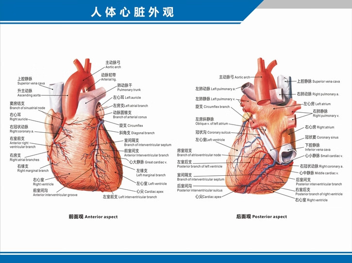 心脏结构示意图心脏解剖图结构图构造图示意图心血管内科中英文医院