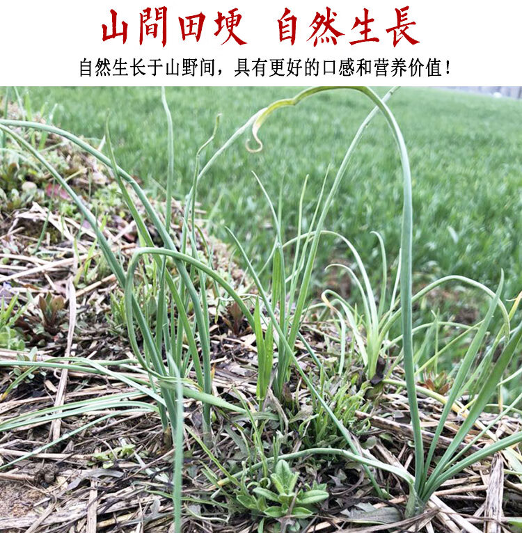 贵州野葱小蒜新鲜蔬菜野葱野小山蒜野蒜苦茭蒜2斤装