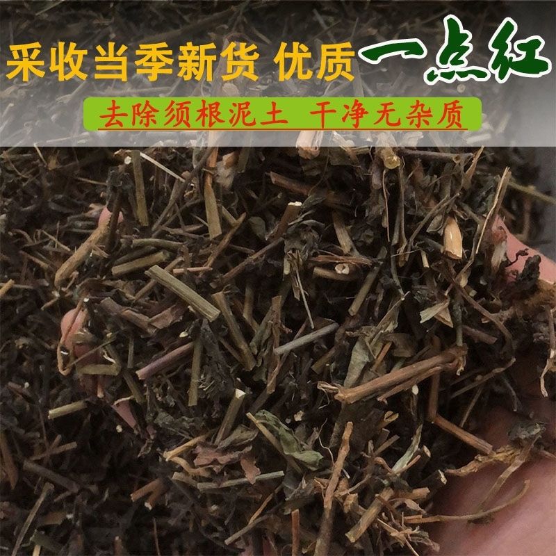 一点红中草药 野生一点红 新鲜干货 叶下红 红背叶 羊蹄草 250克