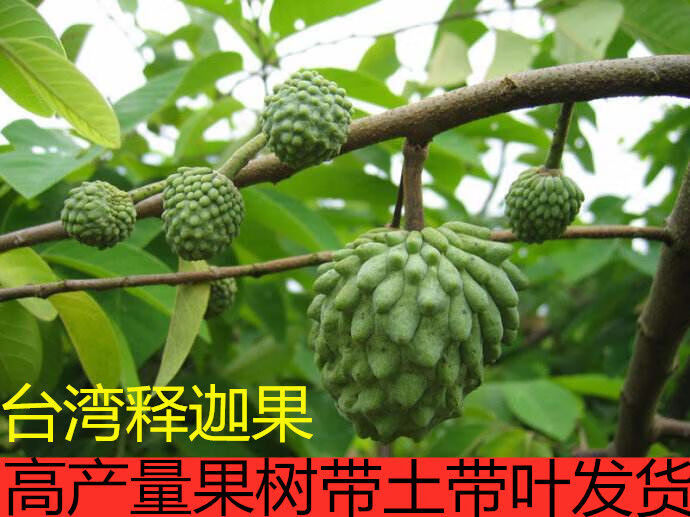 四季释迦果树苗 番荔枝苗 番鬼荔枝嫁接当年结果南方种植盆栽 35-40cm