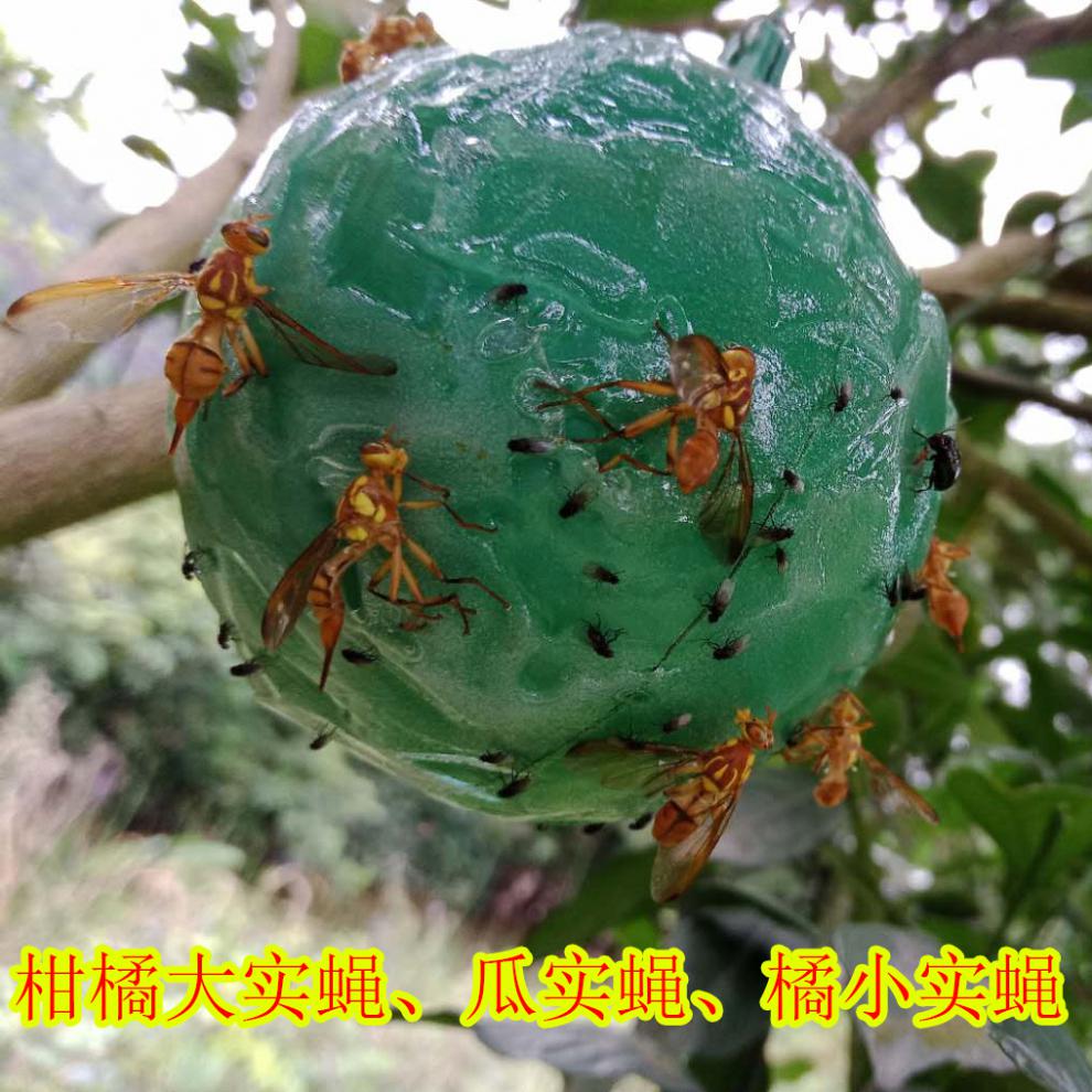果蝇诱捕器 创步柑橘大实蝇诱蝇球 果园粘虫球绿桔小实蝇大食果蝇抓针