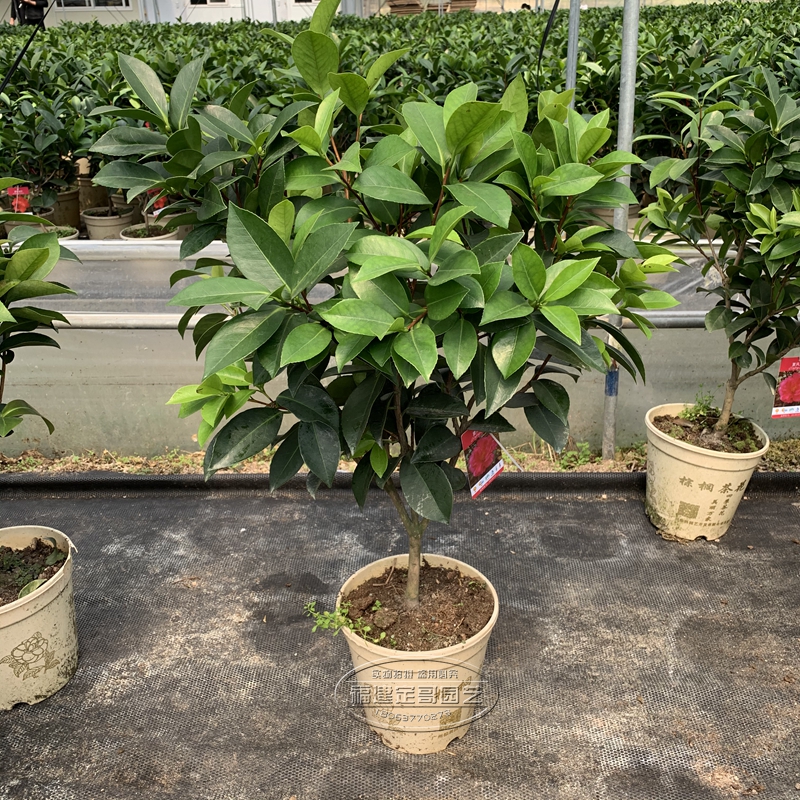 重瓣夏日七心小璇国色衍平文清阳台庭院植物夏梦华林2年苗含盆