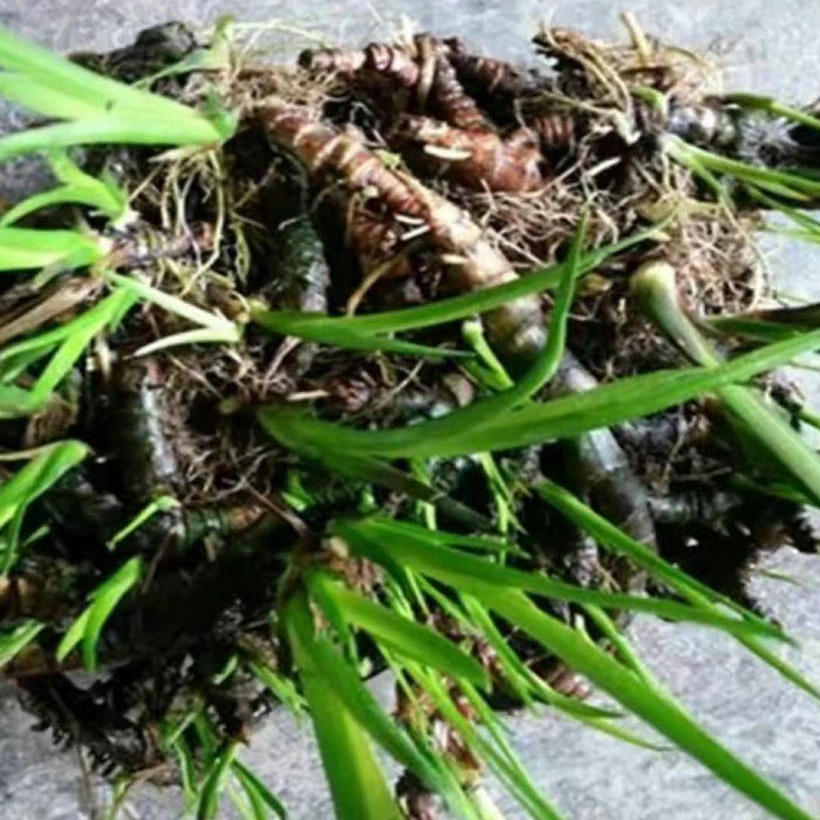 野生龙根水菖蒲耐阴四季常青水培盆景养鱼龟缸挺水绿色水生绿植龙根水