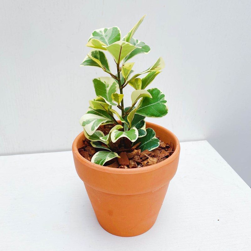 心叶榕花叶三角榕锦叶三角榕植物室内桌面观叶耐阴盆栽心叶榕锦红陶盆