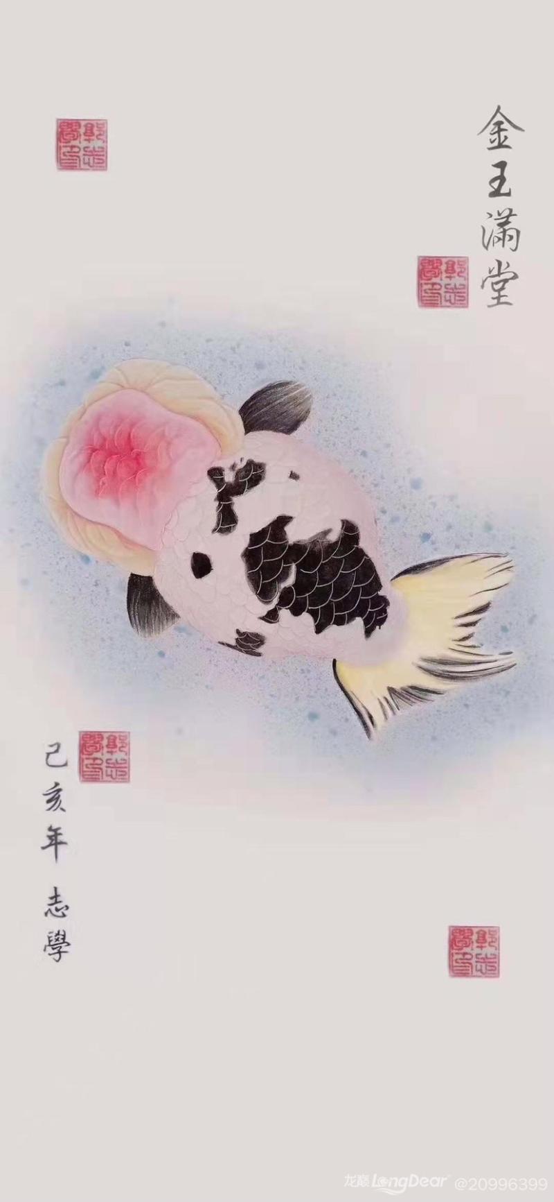 kjhgf兰寿金鱼鱼苗观赏鱼活体珍珠蝶尾凤鹤丹凤凤高水花苗好养宠物