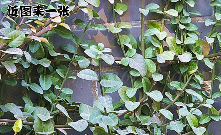 常青花卉攀缘植物爬藤小叶扶芳藤苗爬行卫矛四季不掉叶可盆栽耐寒四季