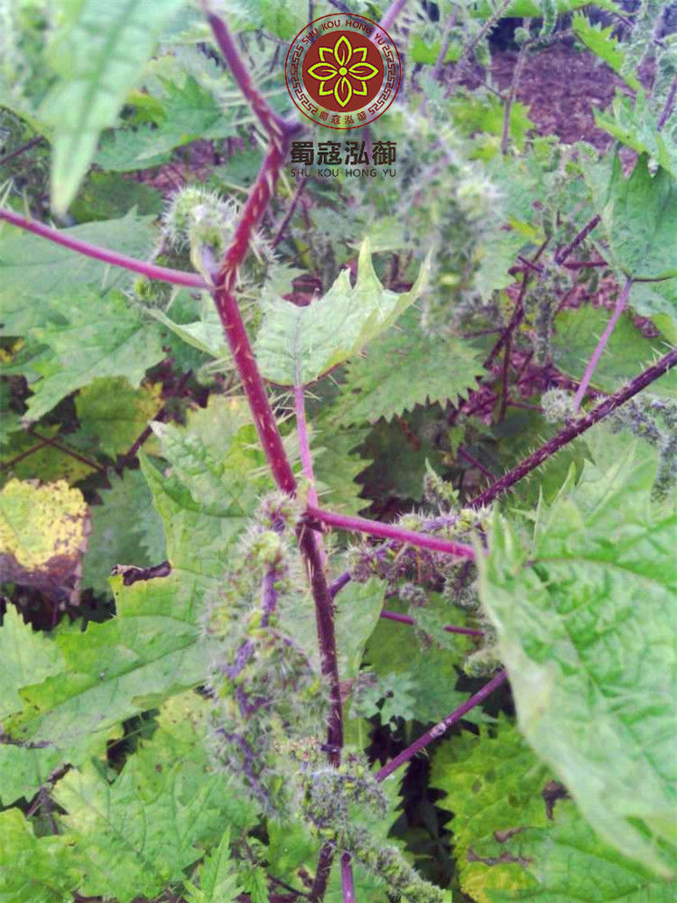 红藿麻豁麻根红禾麻草干红荨麻根红荨麻草红活麻根500克四川红活麻根