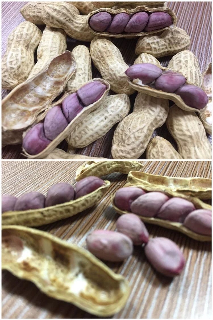 正宗福建龙岩湿烤花生紫衣花生闽西特产农家水煮香脆湿烤二三四粒500g