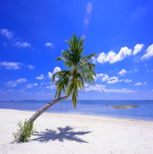 kangke3d立体直播背景布大海沙滩蓝天白云海边椰树风景主播拍视频段子
