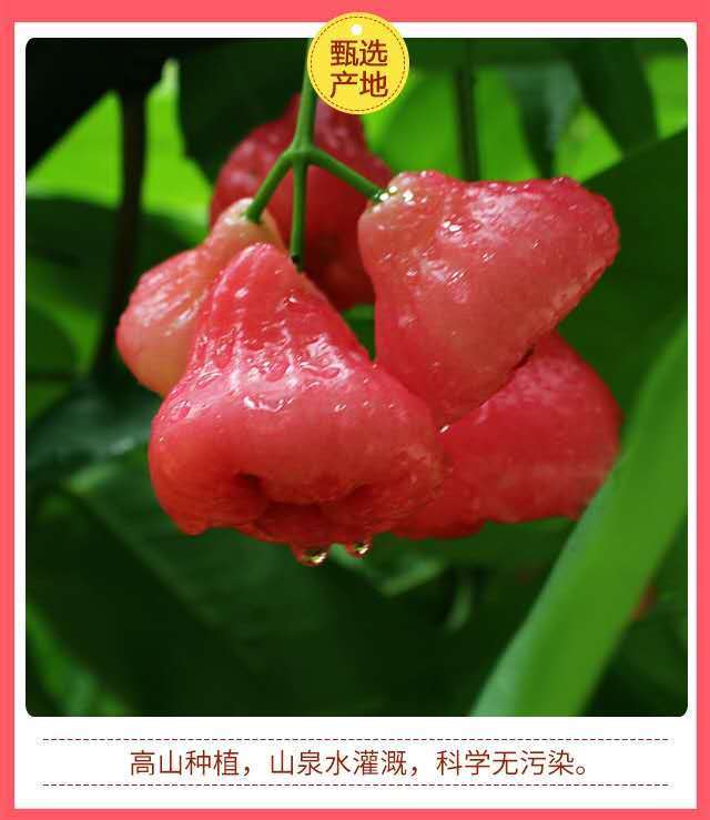 【现摘】海南莲雾果5斤特产水果新鲜热带大叶连雾当季批发1斤 1斤实惠