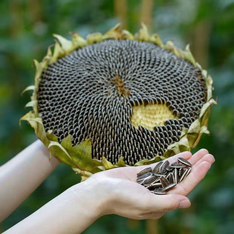 现摘新鲜向日葵花盘葵瓜子新鲜向日葵花头盘葵花籽带盘生瓜子 中盘(约