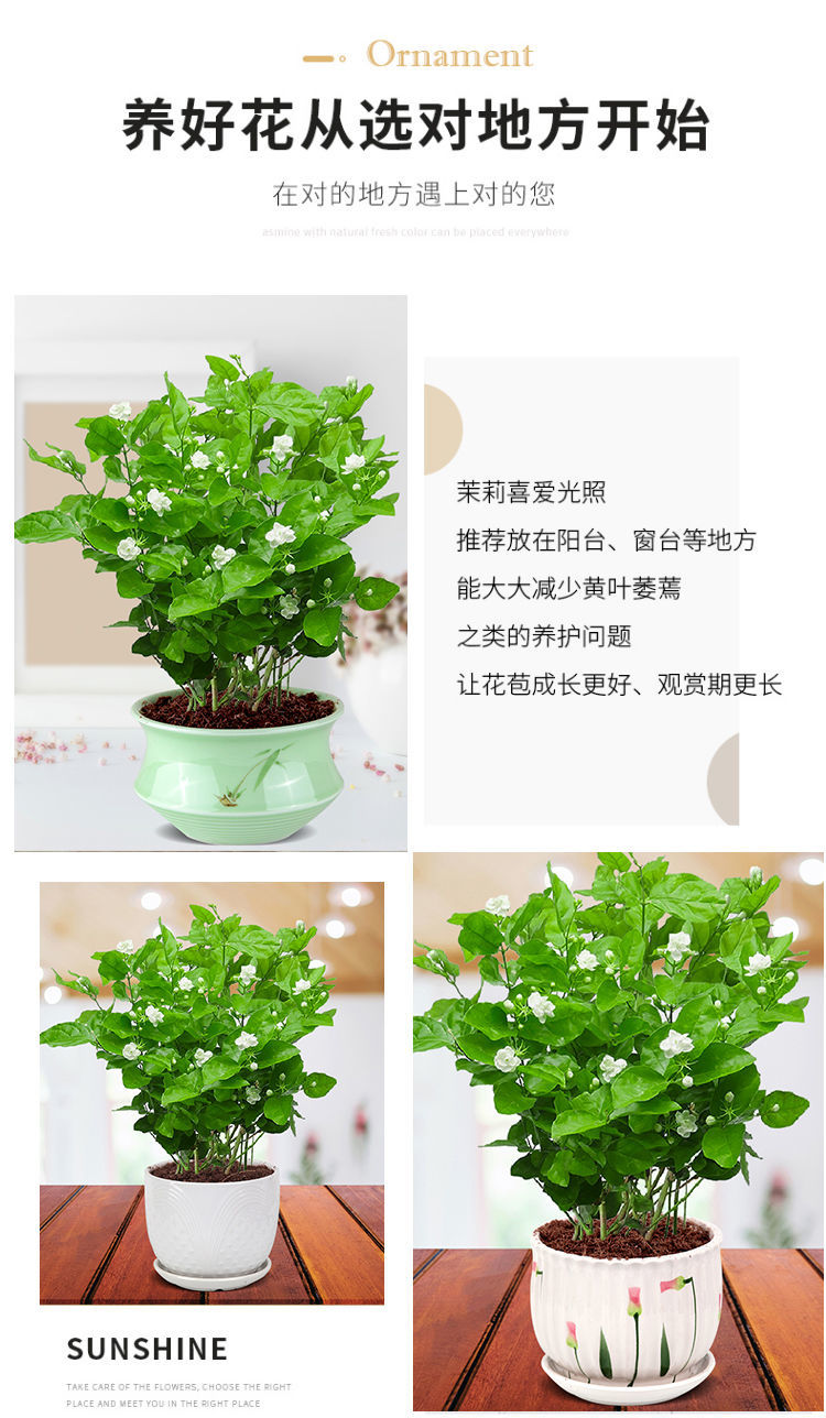 茉莉花盆栽双色重瓣老桩阳台室内庭院绿植浓香金茉莉2年小苗不送任何