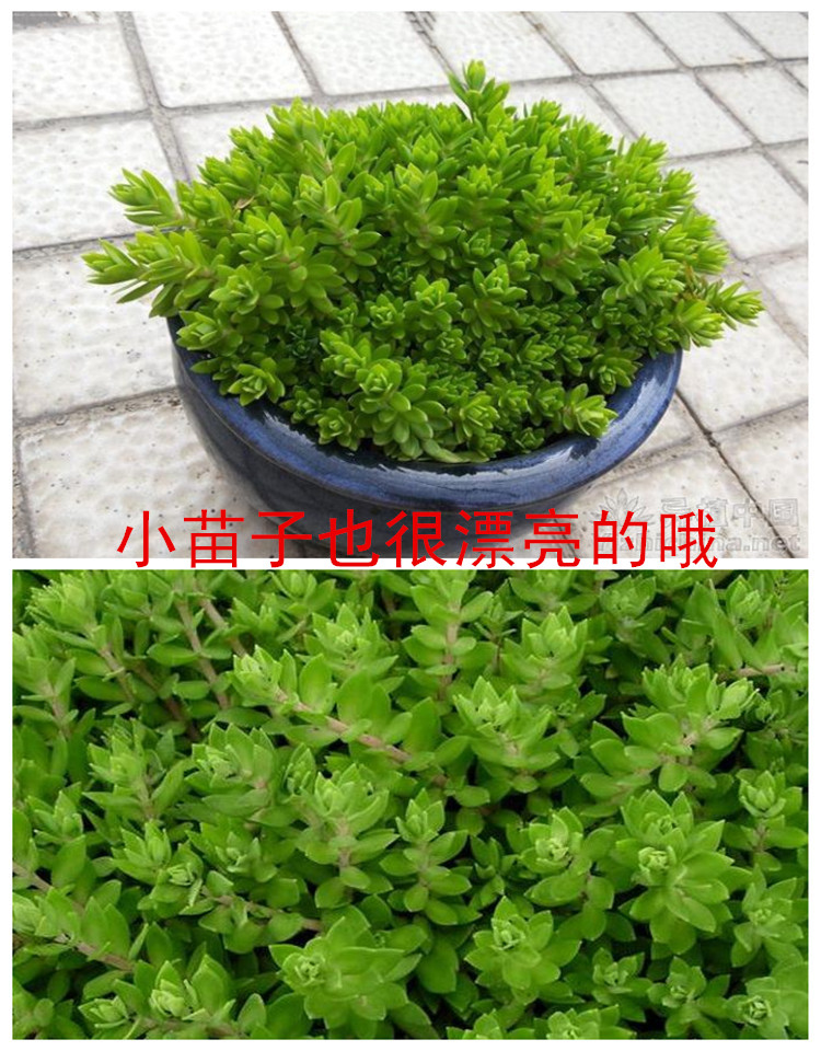 垂盆草盆栽植物草佛甲草垂吊绿植桌面阳台花卉四季好养口径20厘米花一