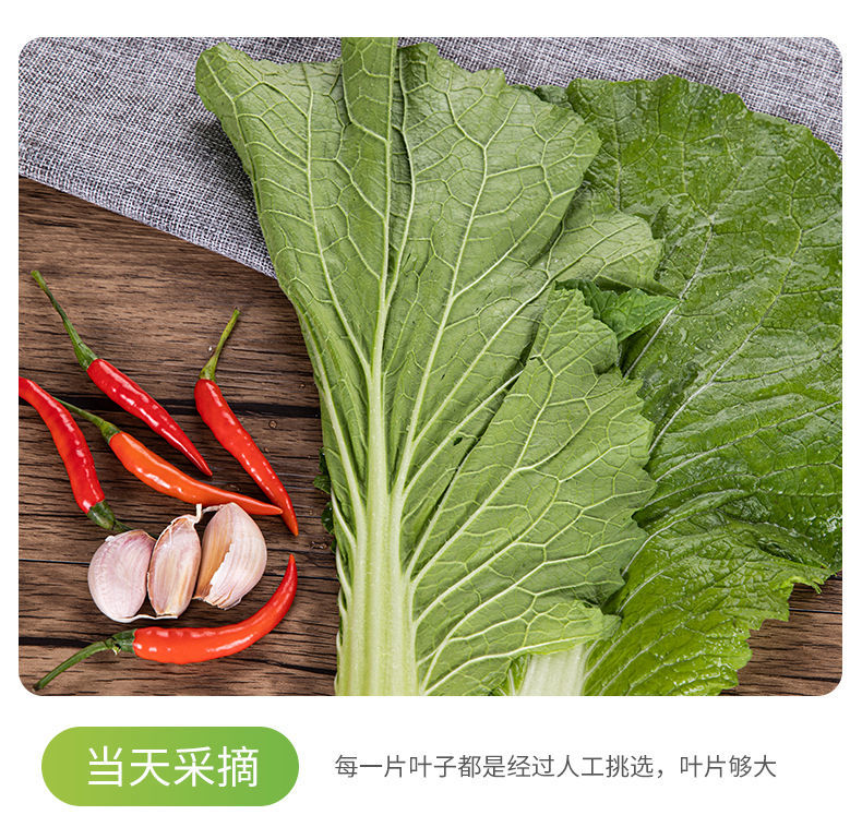 新鲜蔬菜饭包叶大白菜叶子饭包泡沫箱冰袋发货白菜叶5片白菜叶5片