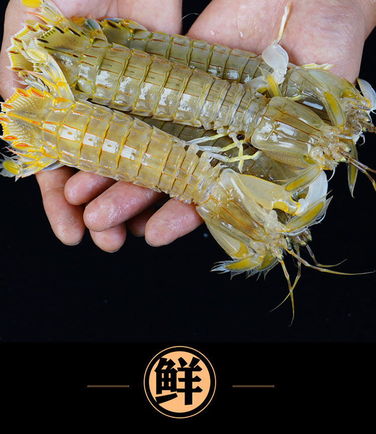 海鲜皮皮虾鲜活熟冻全母特大虾姑超大虾爬鲜活濑尿虾超肥批发大号公肉