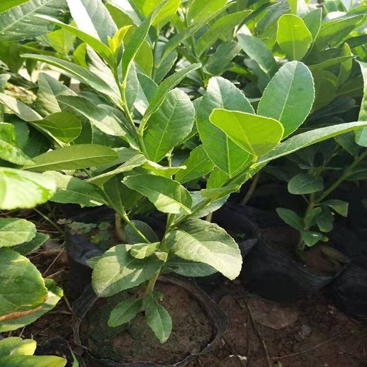 盆景造型四季常青金佛手树苗盆栽佛手柑当年结果柠檬树苗嘉瑰千佛手3