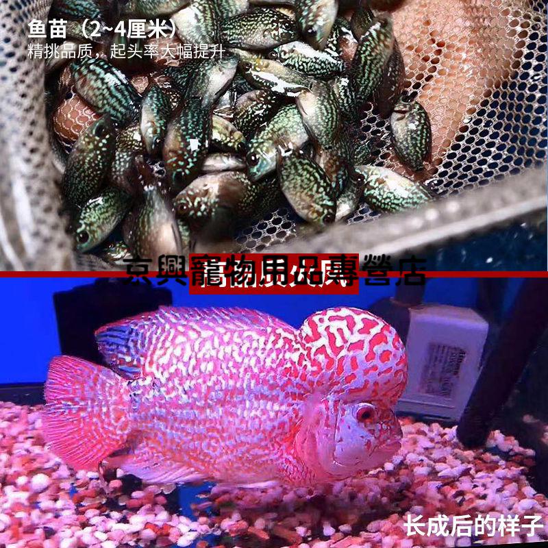 起头大苗红马亚成热带观赏鱼小型淡水鱼好养活 红色 【高品质】血麒麟