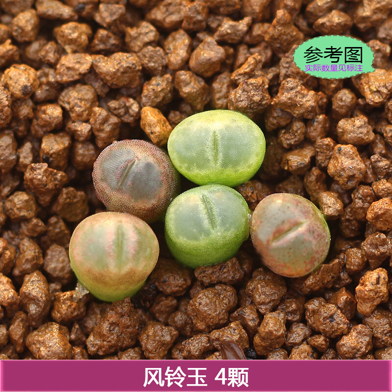 京选推荐肉锥风铃玉毛汉尼蝴蝶勋章蝴蝶少将生石花马哈尼红绿毛3颗