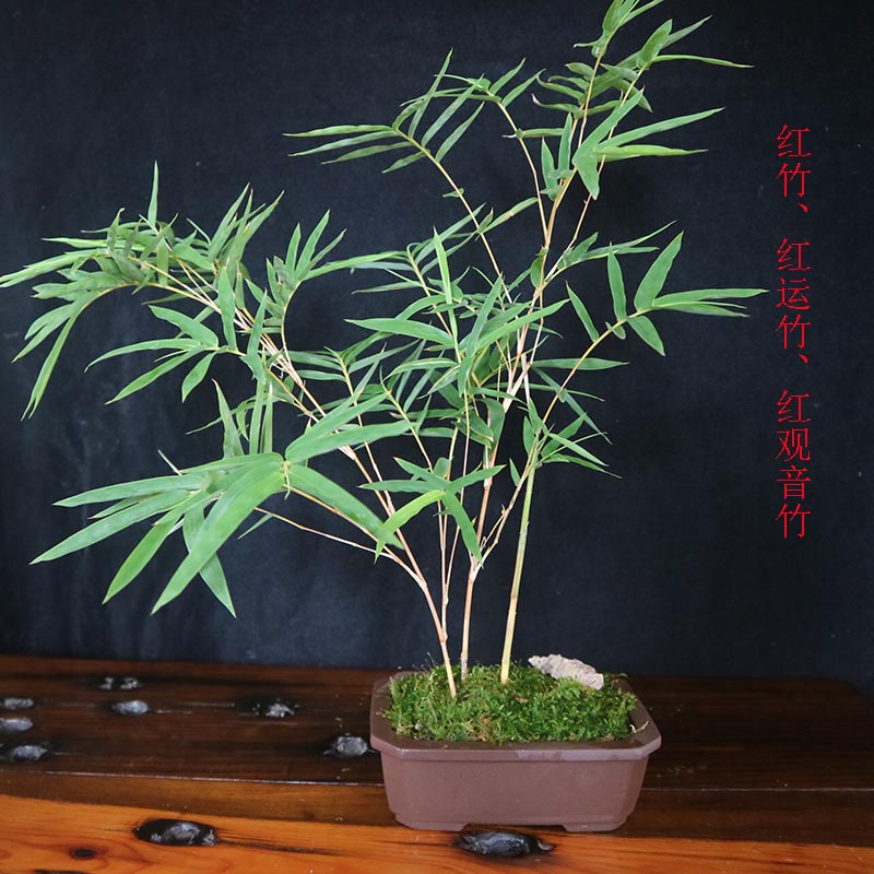 红竹红运竹红观音竹桌面盆栽绿植花叶寒竹书房竹盆景庭院阳台竹苗2杆