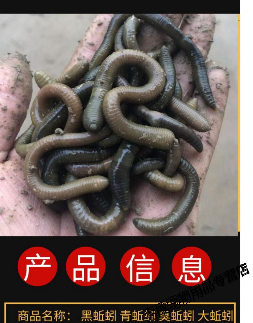 活体青蚯蚓鲜活黑蚯蚓钓黄鳝蚯蚓特大臭蚯蚓地龙松土蚯蚓钓鱼活饵