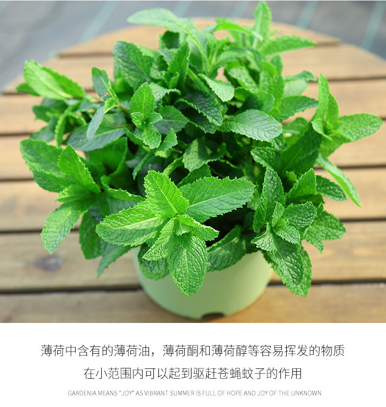 食用薄荷盆栽薄荷叶驱蚊草植物薄荷苗留兰香 薄荷【1盆8-12颗】 螺纹